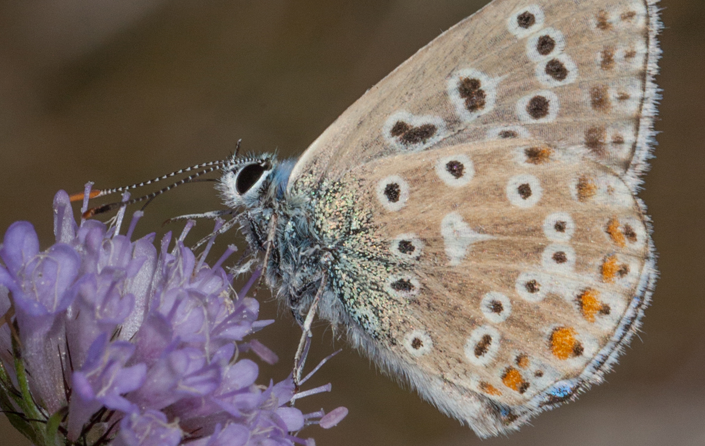 Polyommatus_icarus_2.jpg