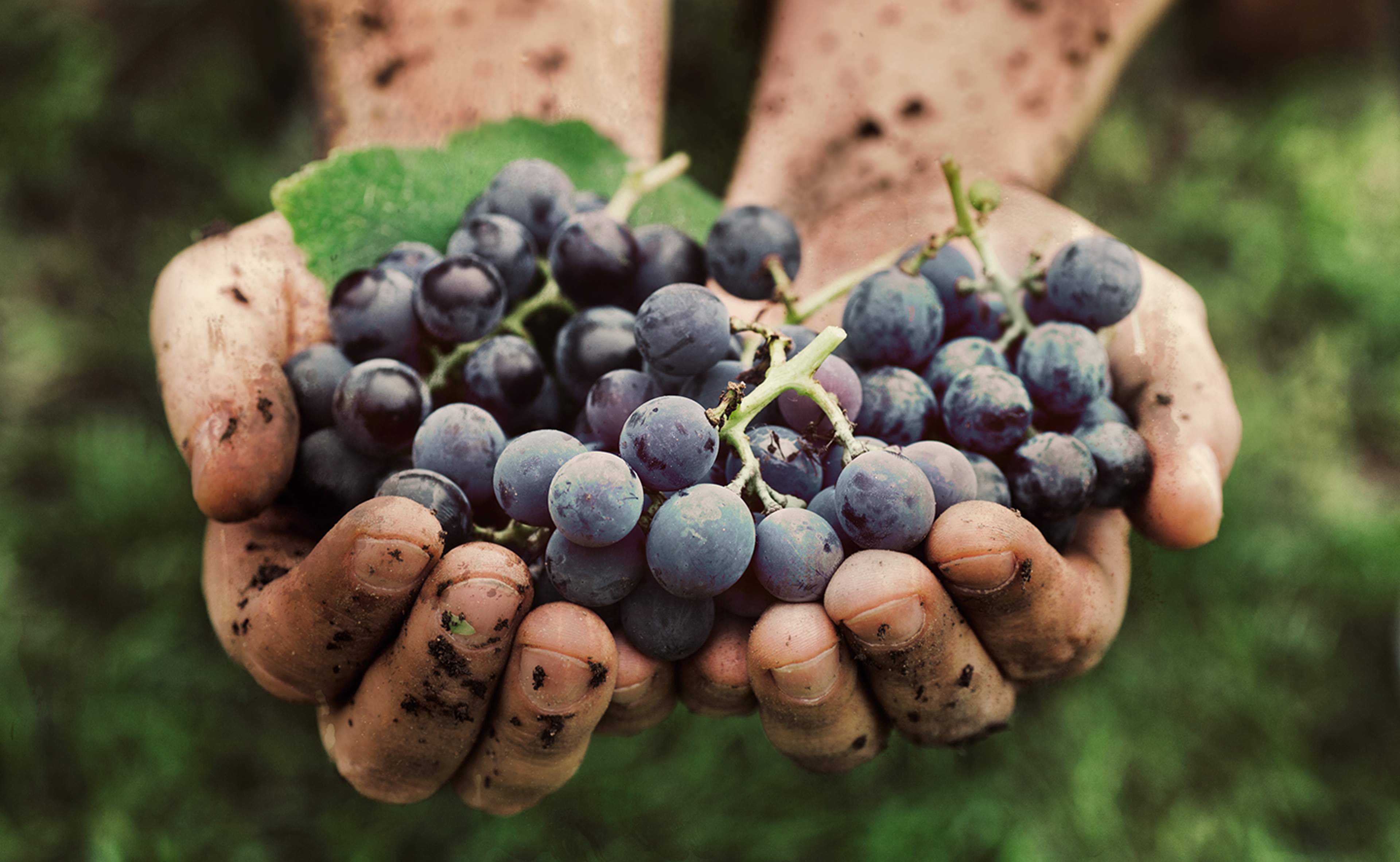 marché aux vins 2.jpg