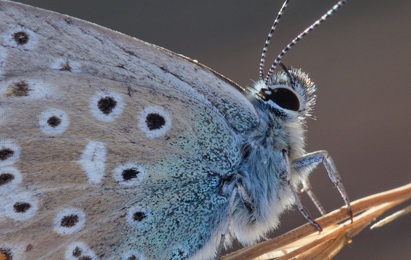 Polyommatus_icarus_1.jpg