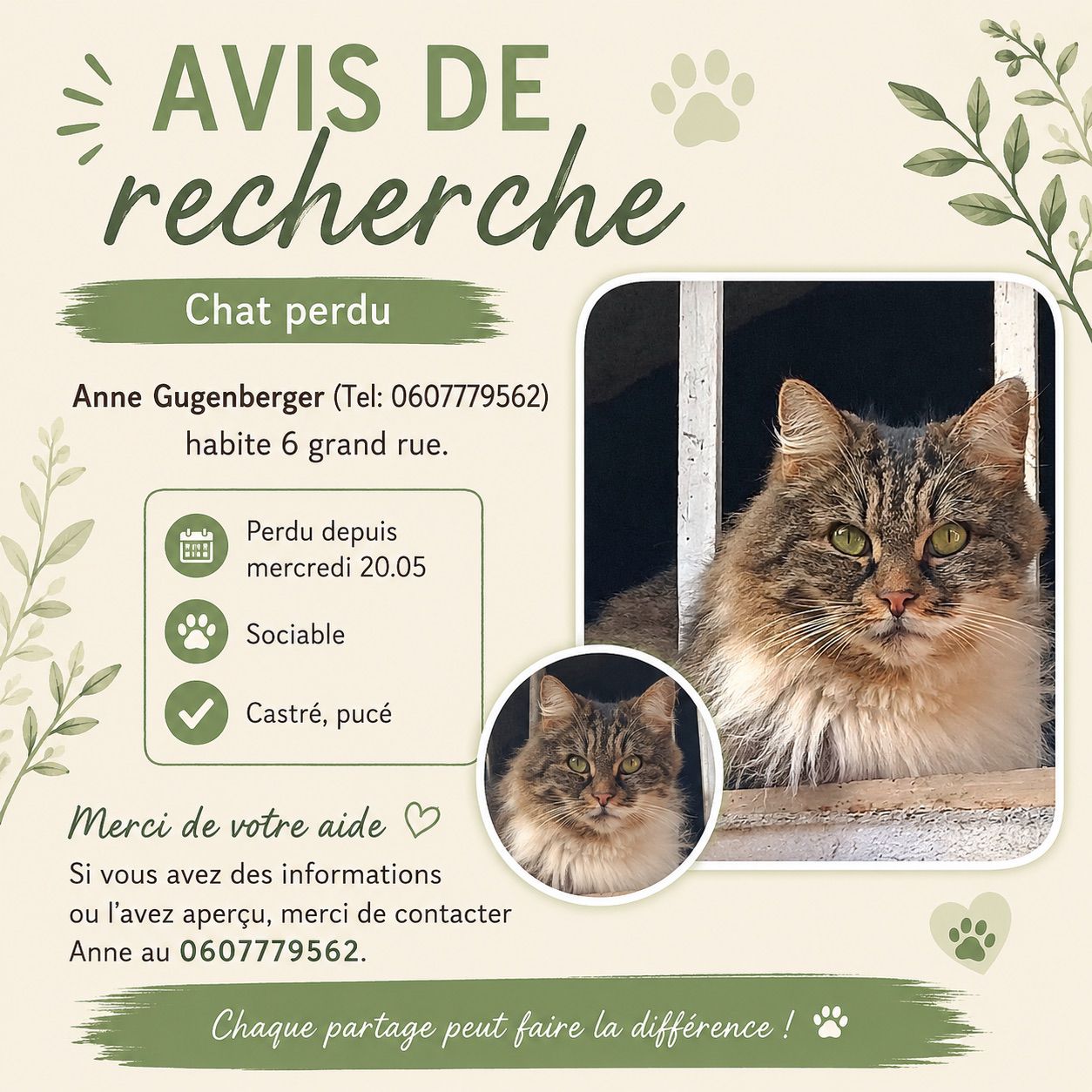 annonce chat