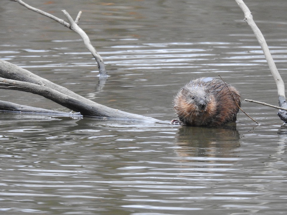 muskrat-4816870_960_720.jpg