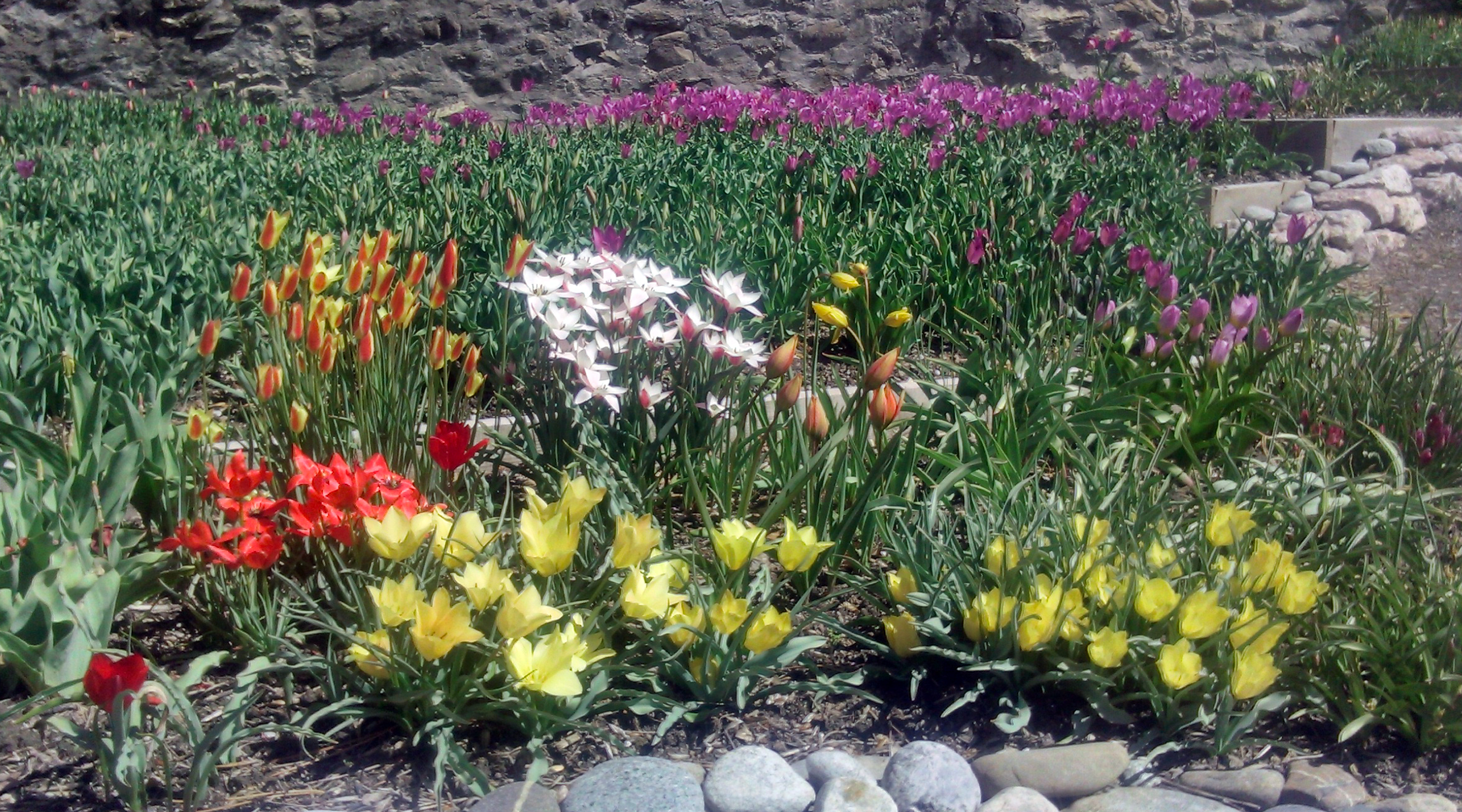 Photo 3-Floraison des tulipes.jpg