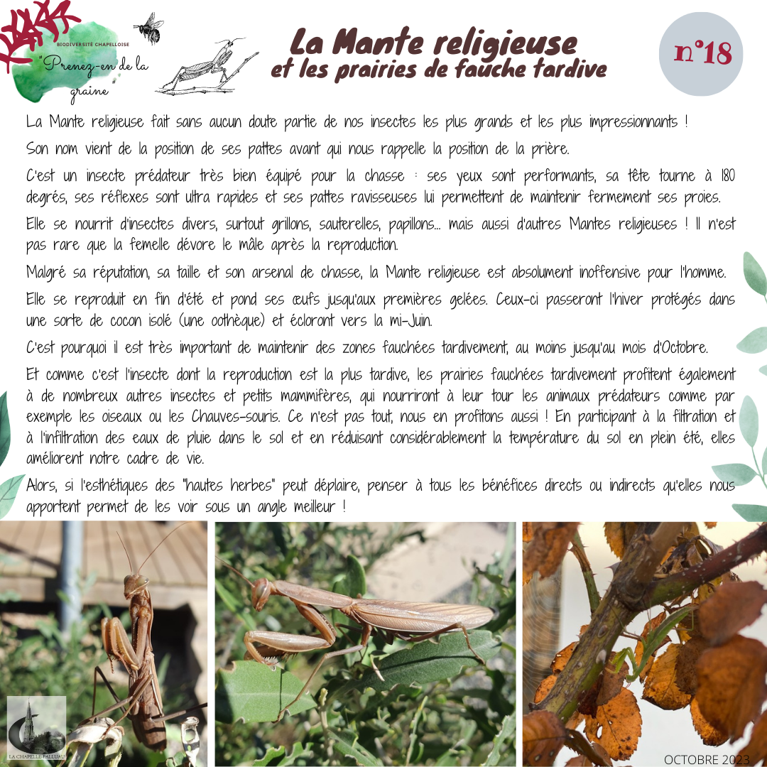 fiche n°18-la mante religieuse.png