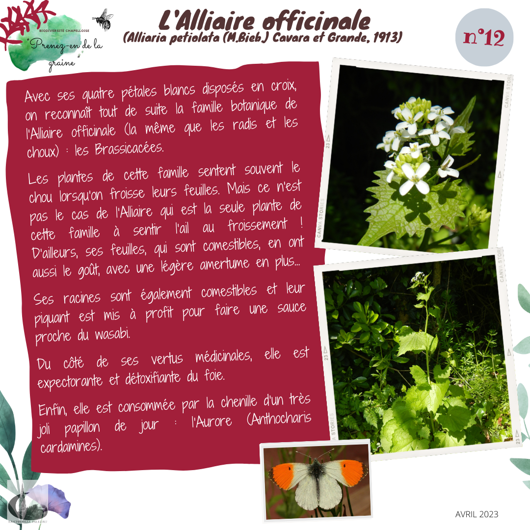 fiche 12-l_alliaire officinale.png