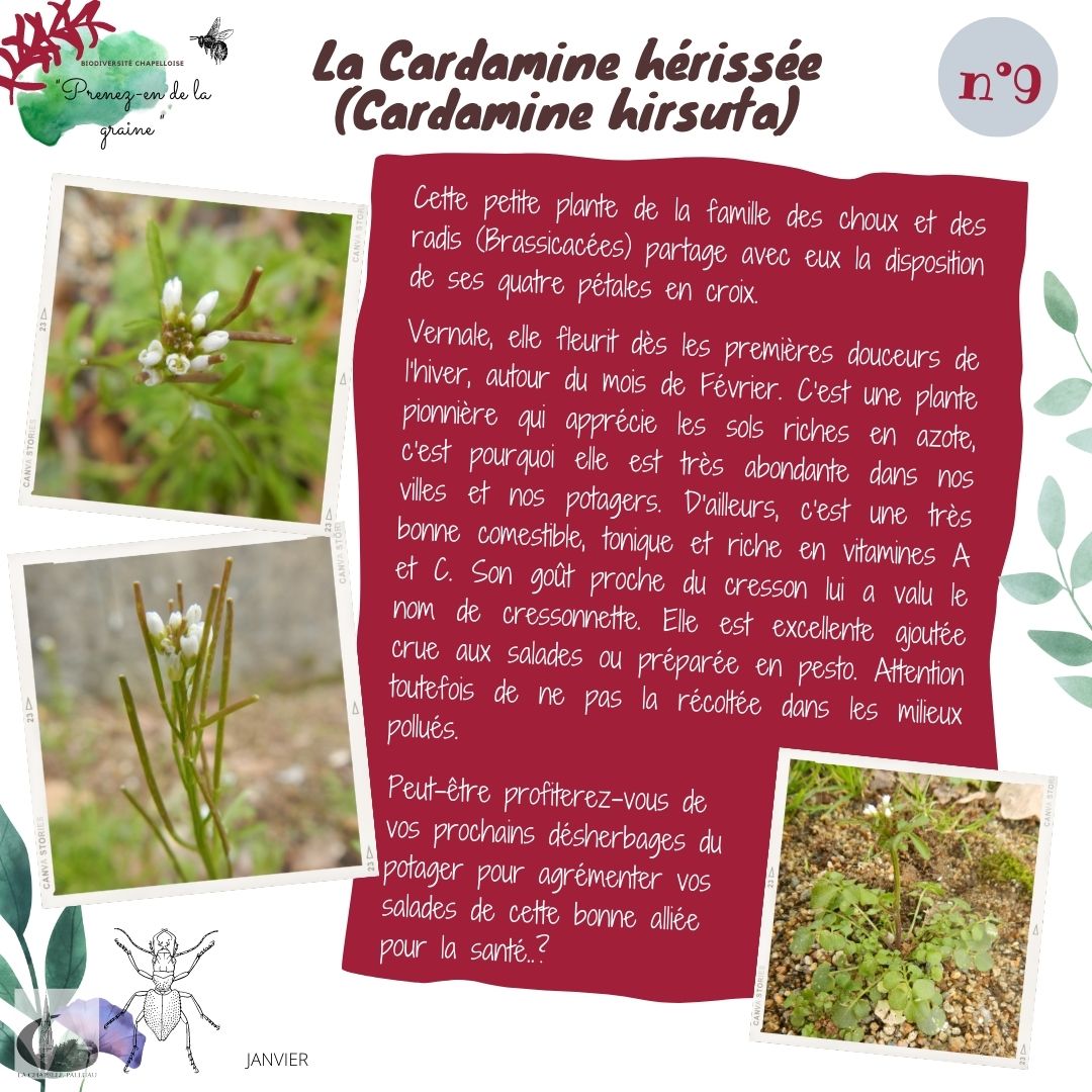 fiche 9- Al cardamine hérissé.jpg