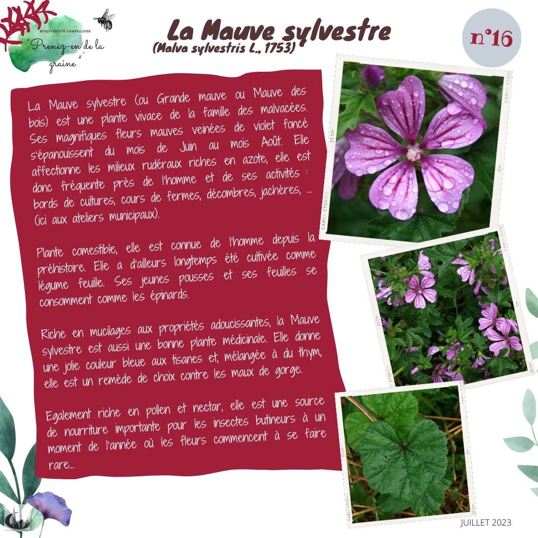 Fiche n°16- La Mauve Sylvestre.png