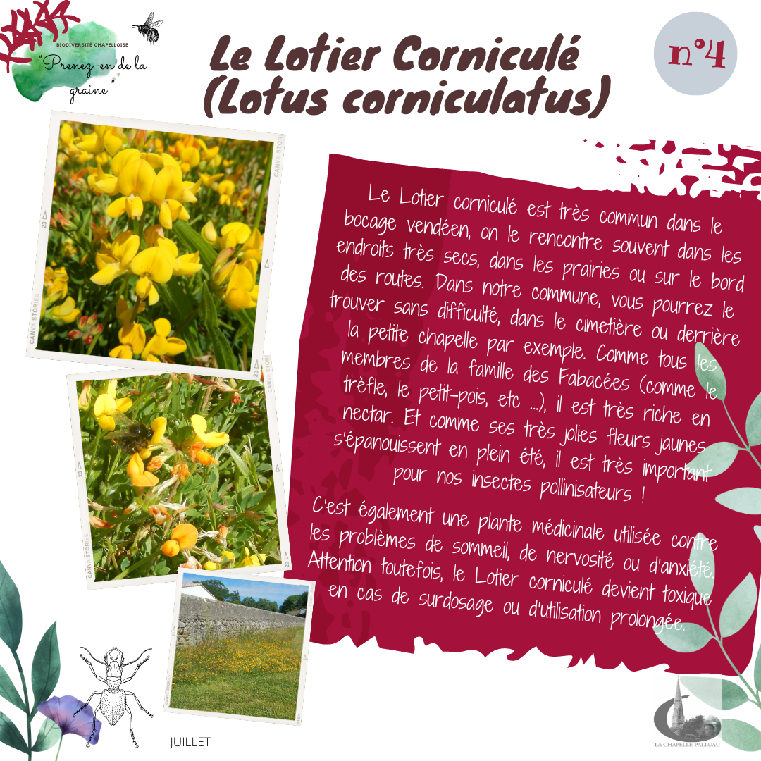 fiche 4 - lotier corniculé.png