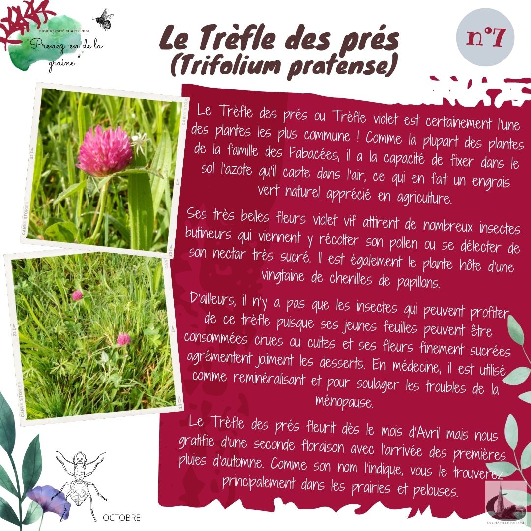 fiche 7 - Le trèfle des prés.jpg