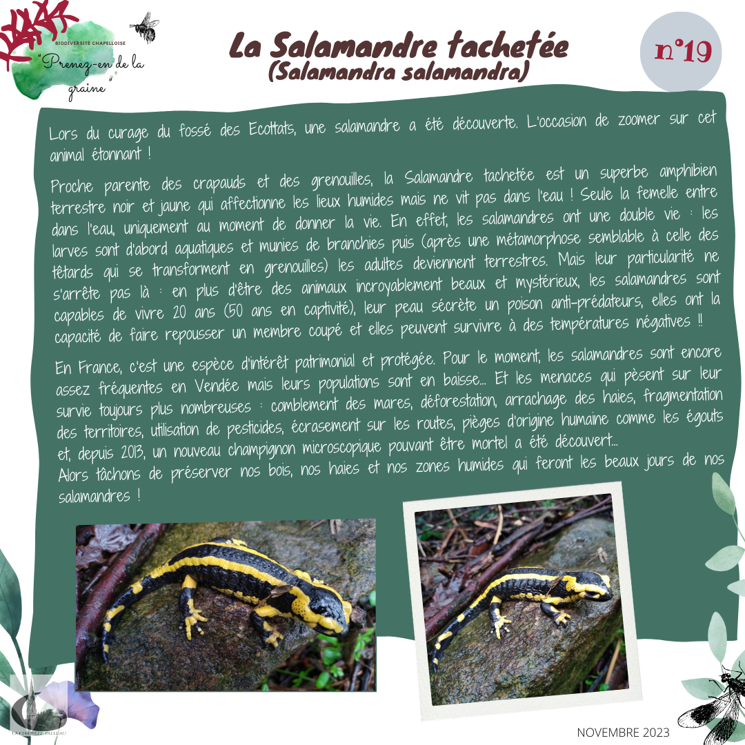 fiche 19- la salamandre tachetee.png