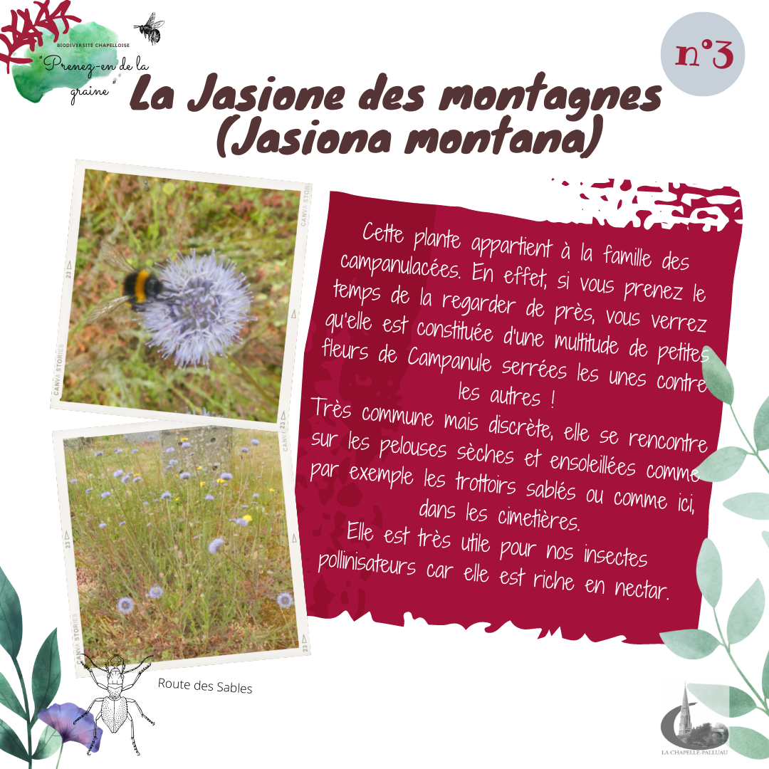 fiche 3 - jasione des montagnes.png