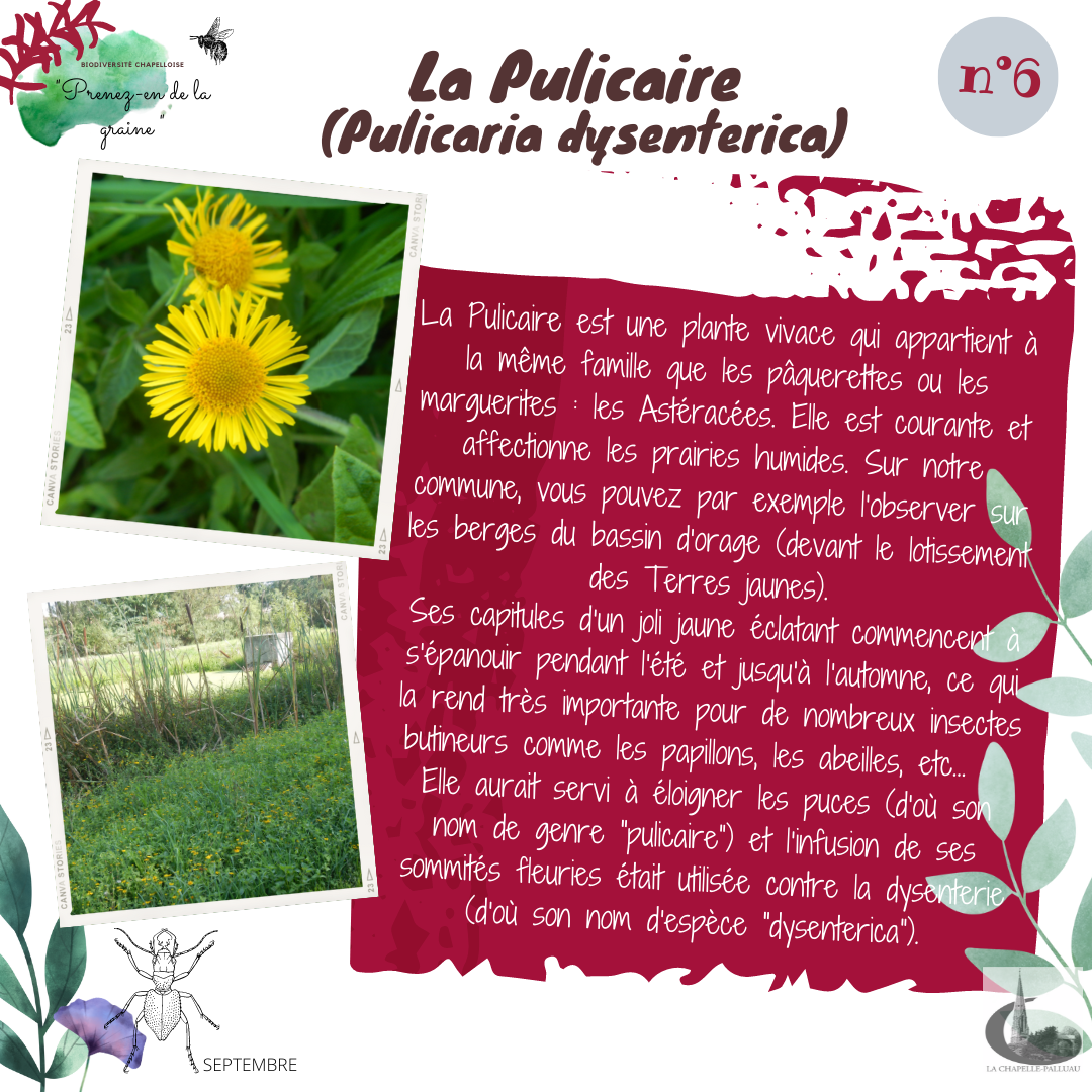 fiche 6- La pulicaire.png