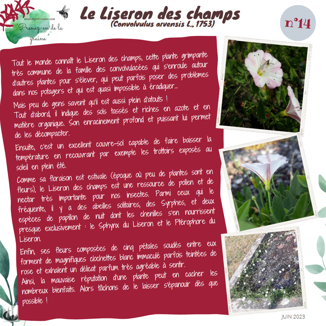 fiche 14 - le liseron des champs.png