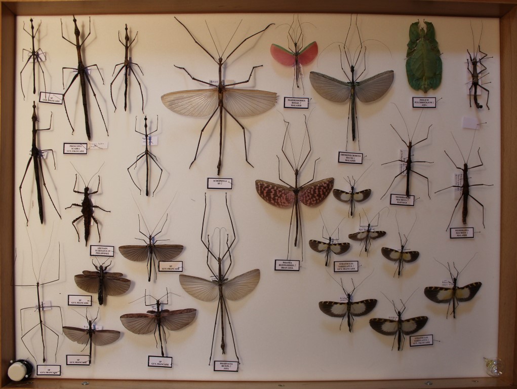 54 Insectes _Medium_.JPG