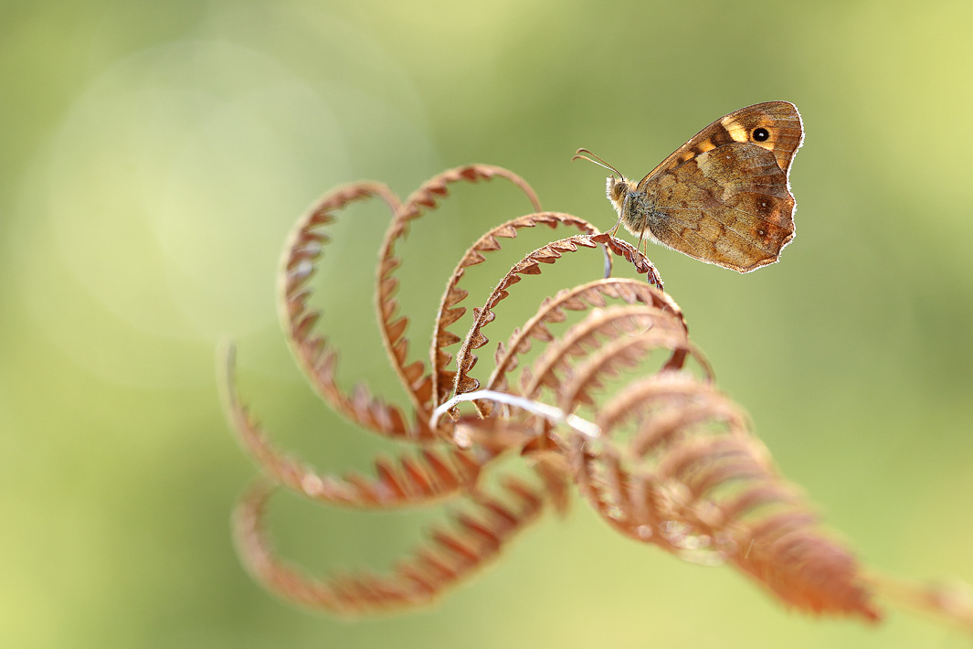 ANCLA-Clement-Papillon-_26_.jpg