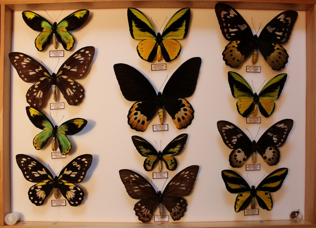 05 Papilionidae Asie Diurne _Medium_.JPG