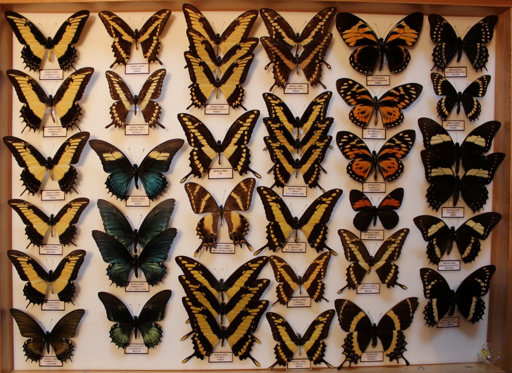 15 Papilionidae Amérique Sud Diurne _Medium_.JPG