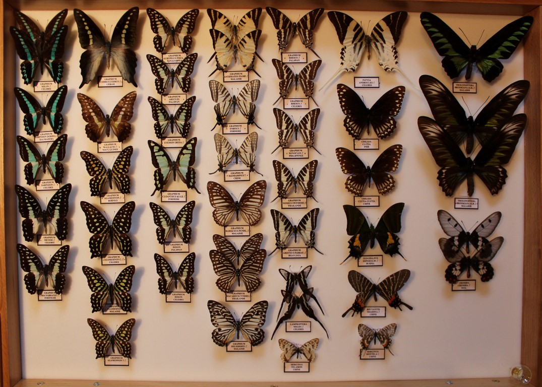 09 Papilionidae Asie Diurne _Medium_.JPG