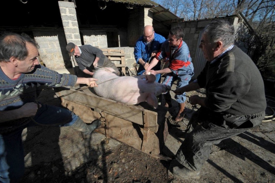 chacun-a-son-poste-ces-specialistes-du-tue-cochon-amenent_2408945_1200x800 Moyen.jpg