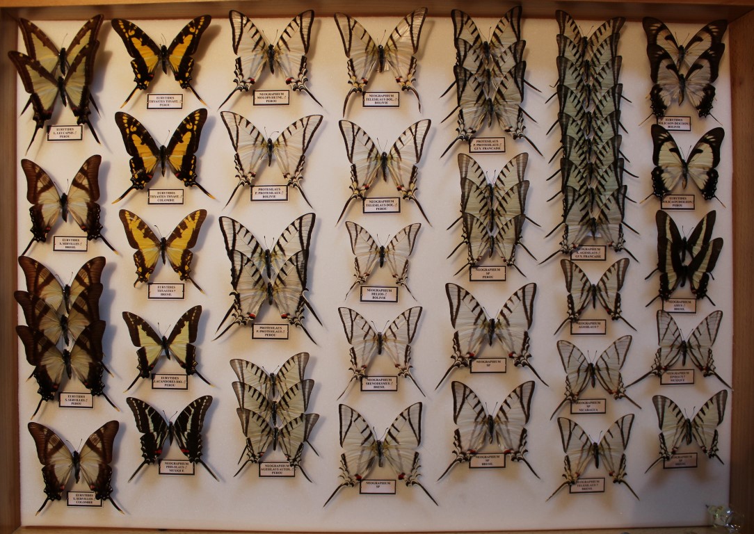 14 Papilionidae Amérique Sud Diurne _Medium_.JPG