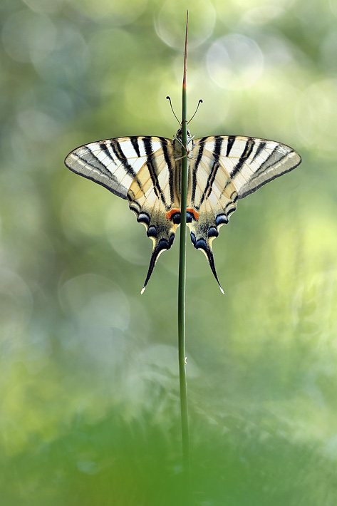 ANCLA-Clement-Papillon-_14_.jpg