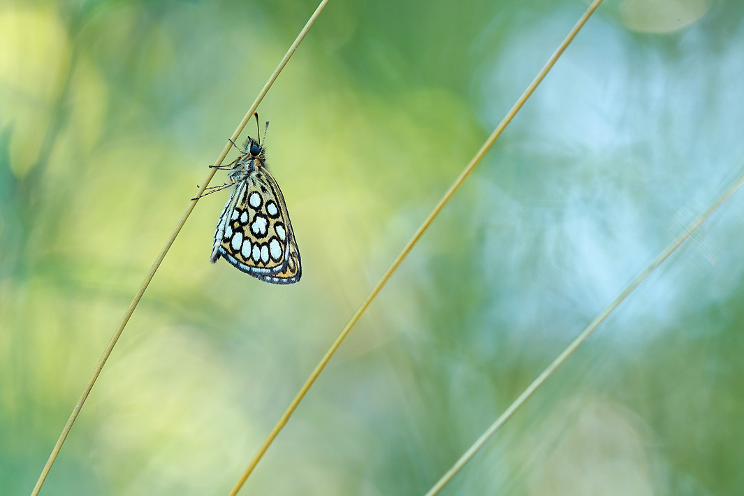 ANCLA-Clement-Papillon-_18_.jpg