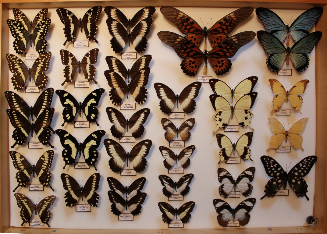 16 Papilionidae Afrique Diurne _Medium_.JPG