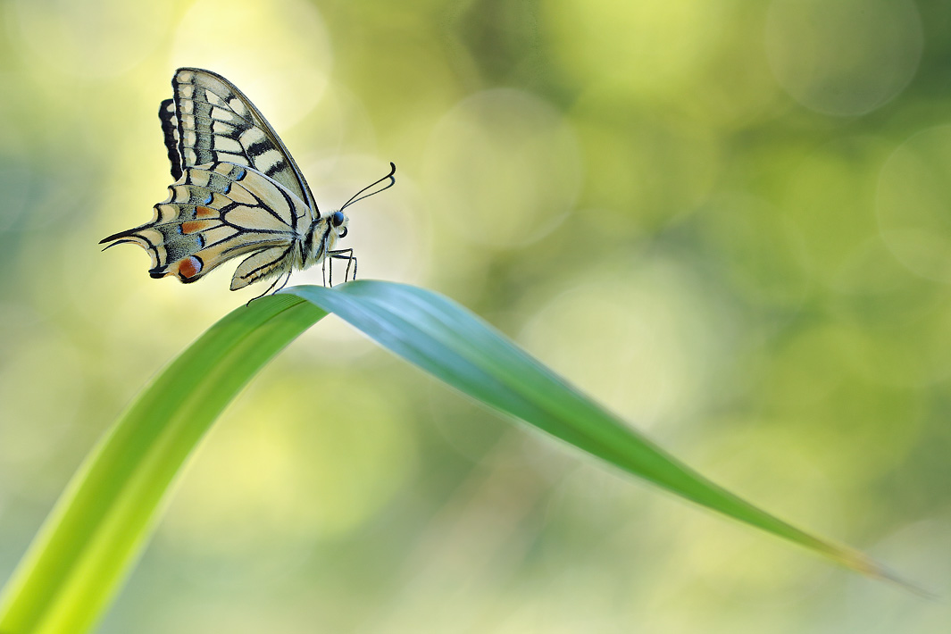 ANCLA-Clement-Papillon-_16_.jpg