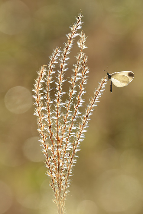 ANCLA-Clement-Papillon-_23_.jpg