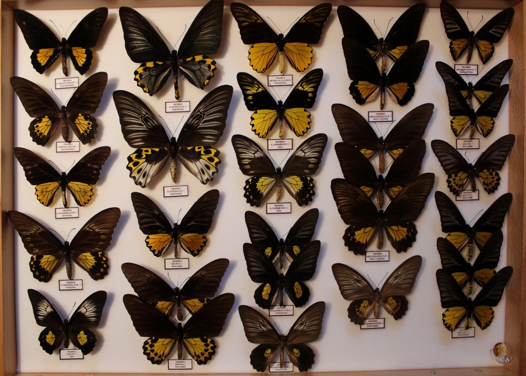 07 Papilionidae Asie Diurne _Medium_.JPG