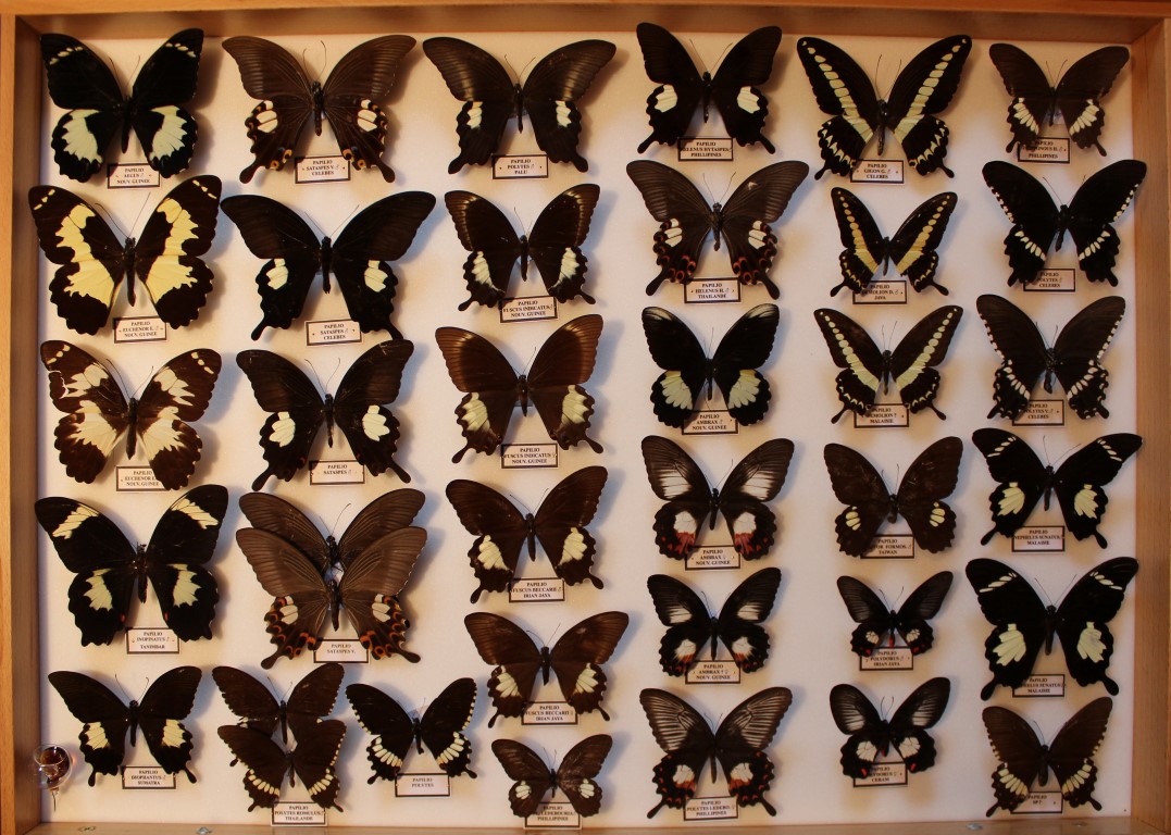 01 Papilionidae Asie Diurne _Medium_.JPG