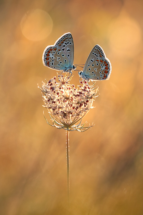 ANCLA-Clement-Papillon-_7_.jpg