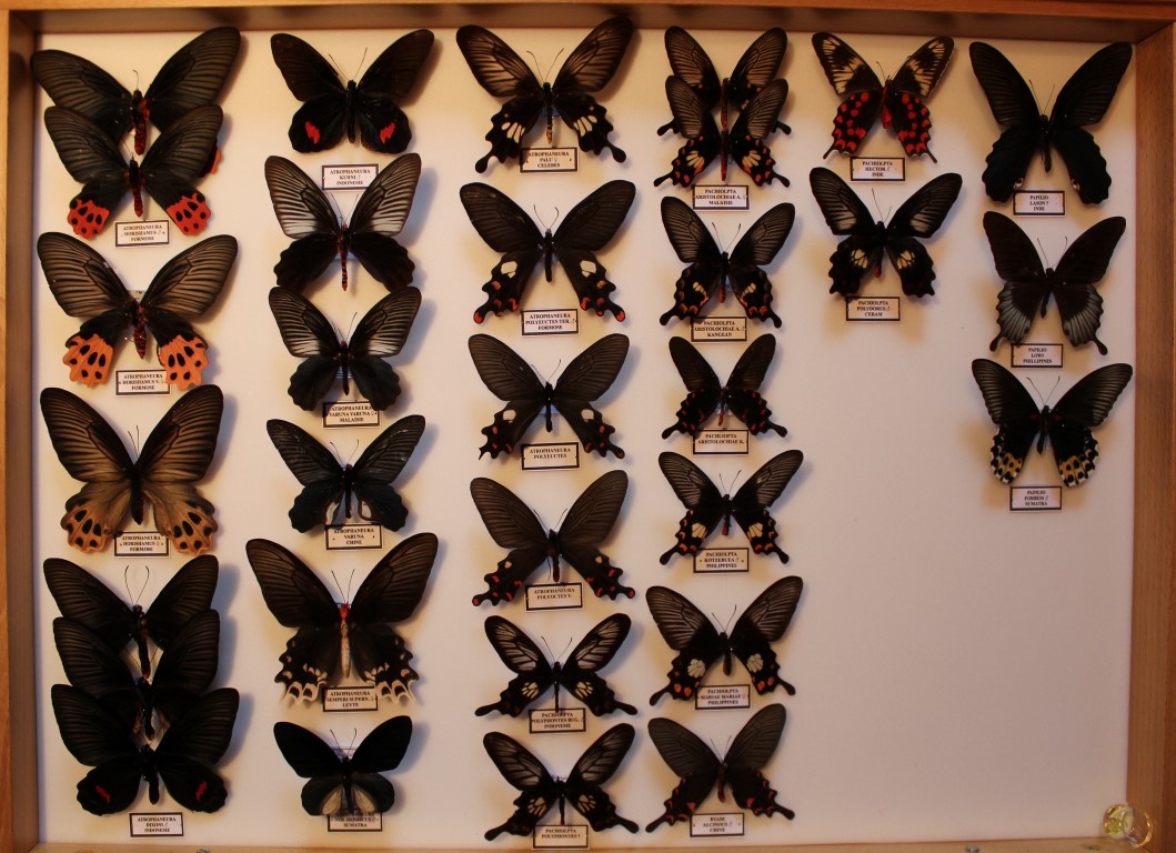 08 Papilionidae Asie Diurne _Medium_.JPG