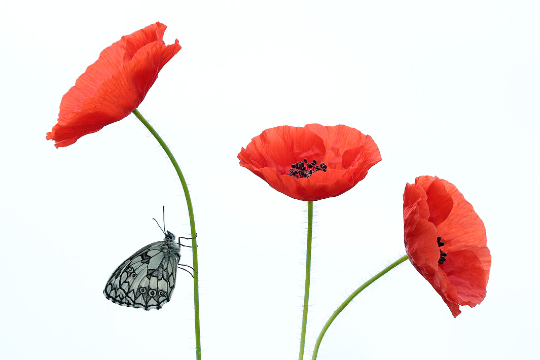 ANCLA-Clement-Papillon-_11_.jpg