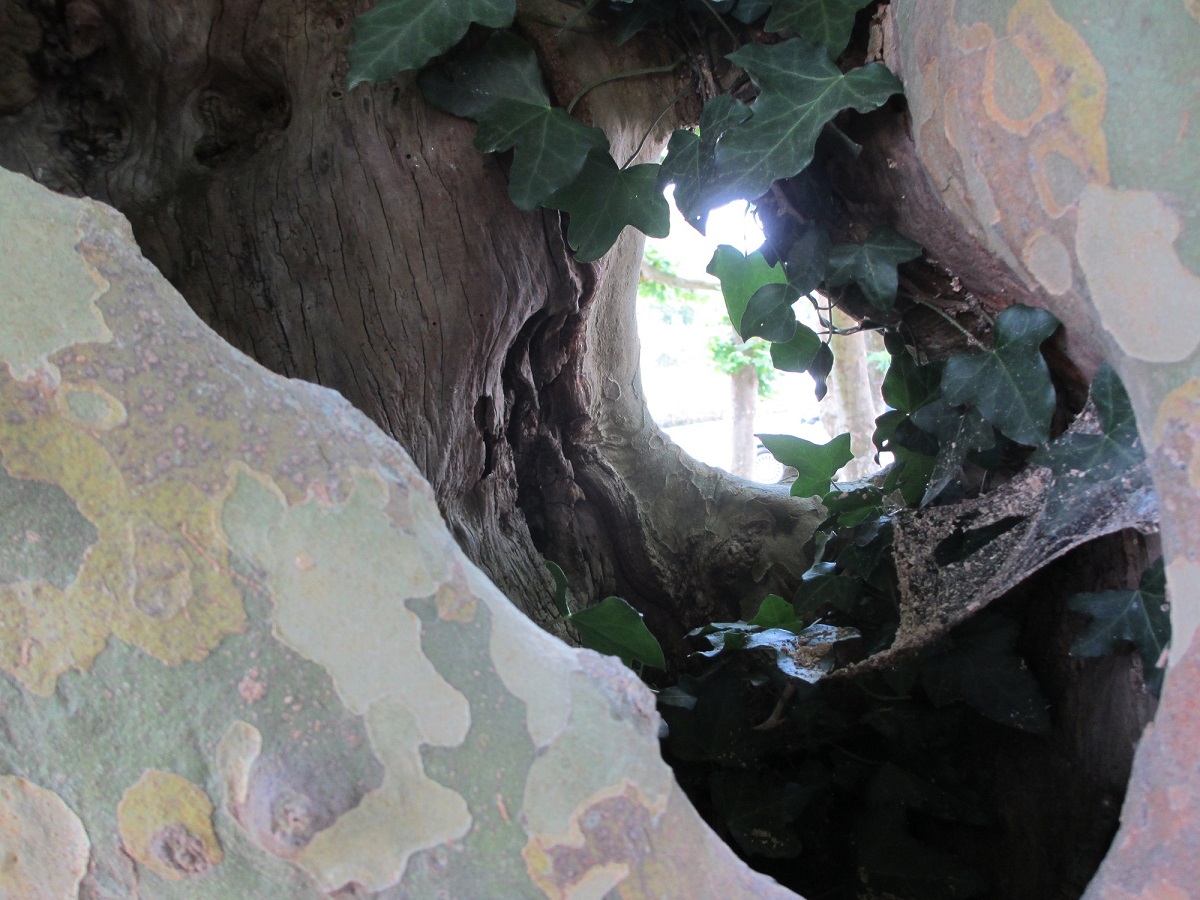 photo ecorce 2 40x60.jpg