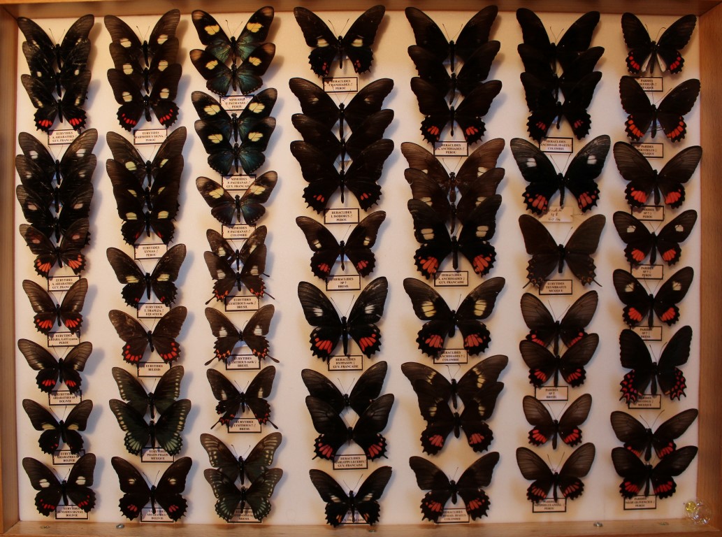 12 Papilionidae Amérique Sud Diurne _Medium_.JPG