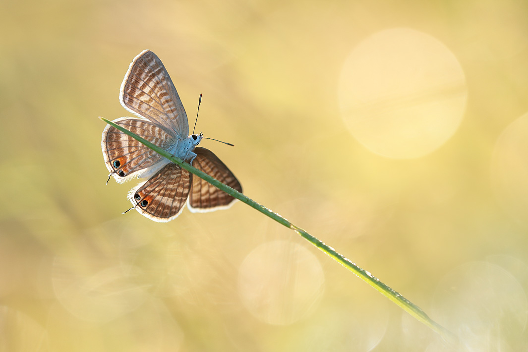 ANCLA-Clement-Papillon-_8_.jpg