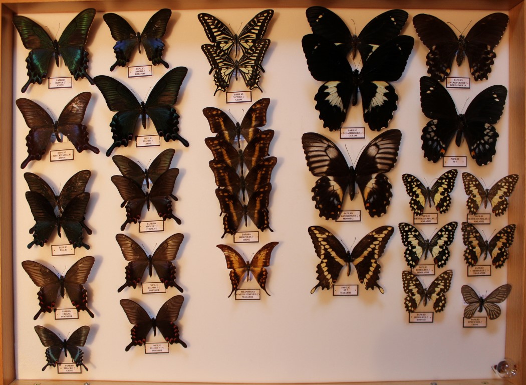 06 Papilionidae Asie Diurne _Medium_.JPG