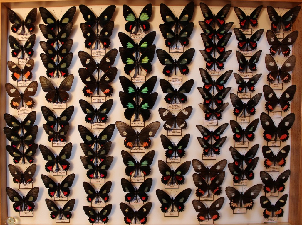 10 Papilionidae Amérique Sud Diurne _Medium_.JPG