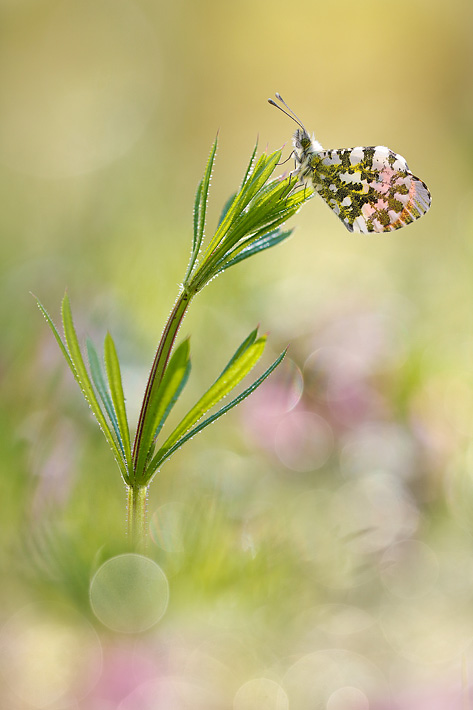 ANCLA-Clement-Papillon-_4_.jpg