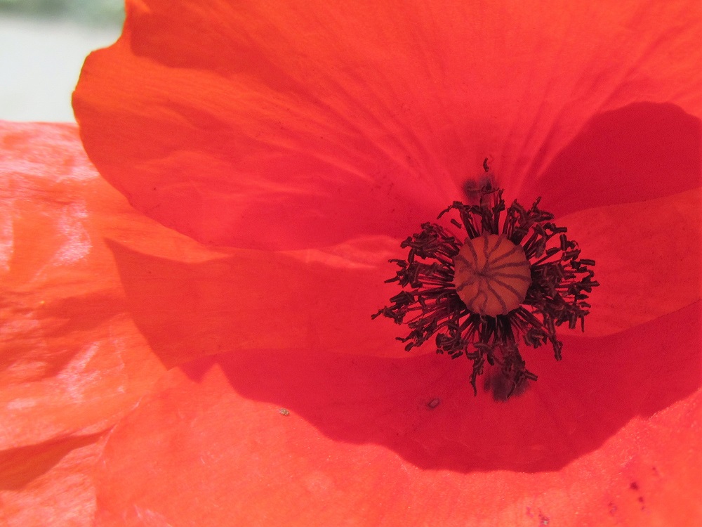 photo fleur 40x60.jpg