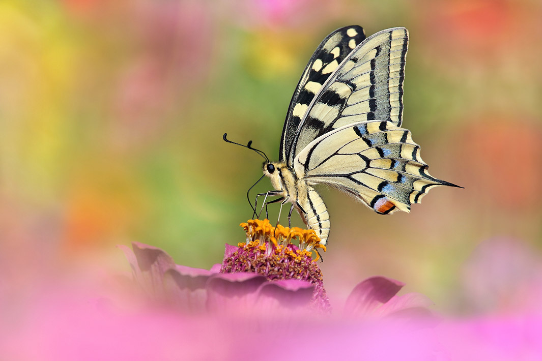 ANCLA-Clement-Papillon-_1_.jpg
