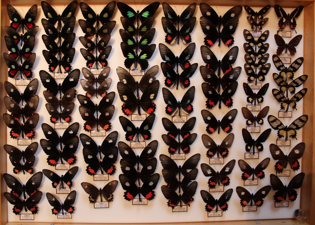 11 Papilionidae Amérique Sud Diurne _Medium_.JPG