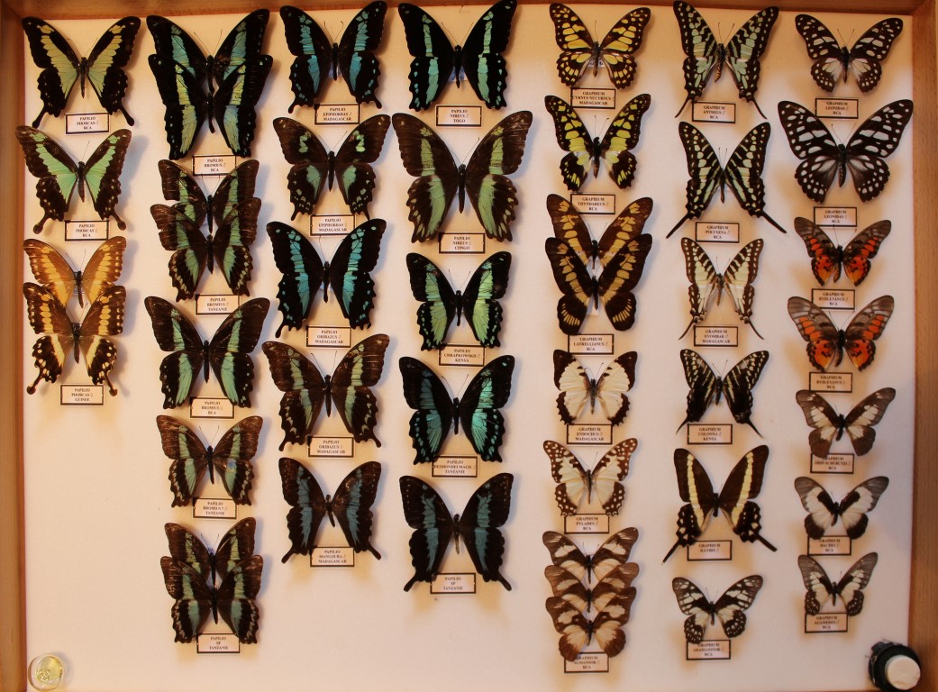 17 Papilionidae Afrique Diurne _Medium_.JPG