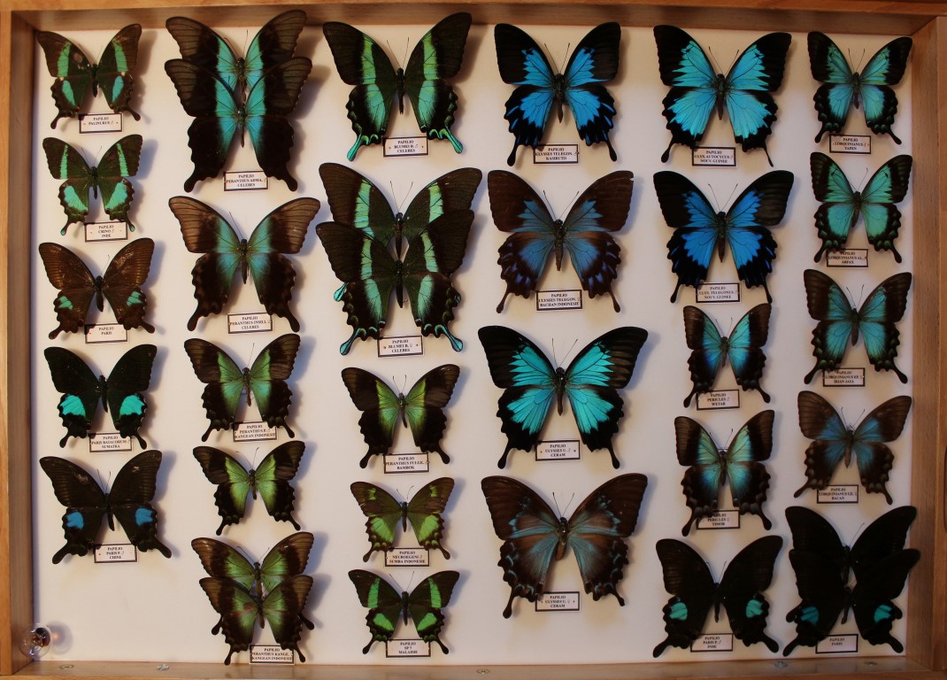 03 Papilionidae Asie Diurne _Medium_.JPG