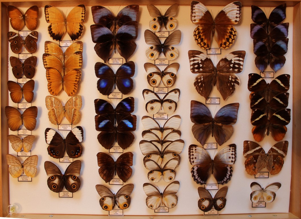 19 Nymphalidae Asie Diurne _Medium_.JPG