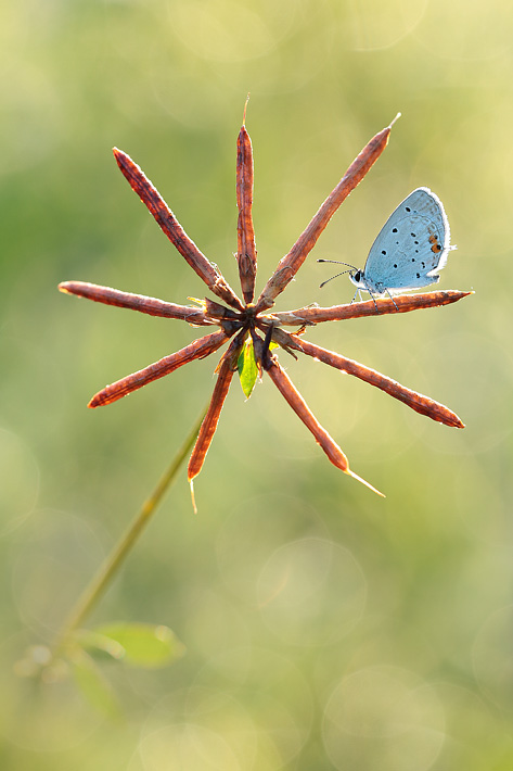 ANCLA-Clement-Papillon-_9_.jpg