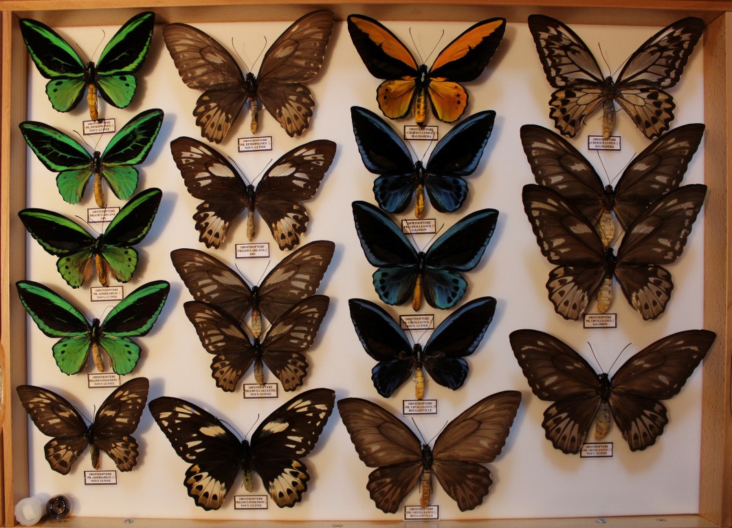 04 Papilionidae Asie Diurne _Medium_.JPG