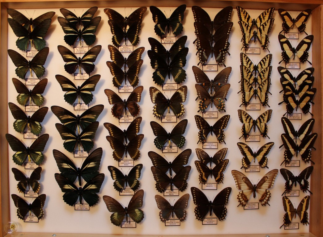 13 Papilionidae Amérique Sud Diurne _Medium_.JPG