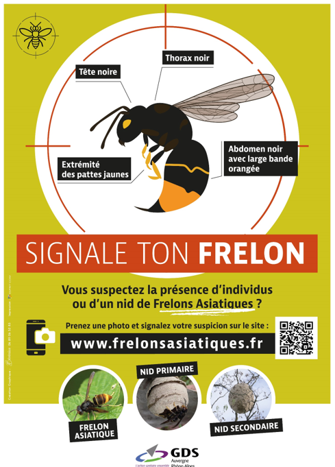 frelon2.PNG