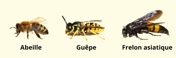 Abeille.png